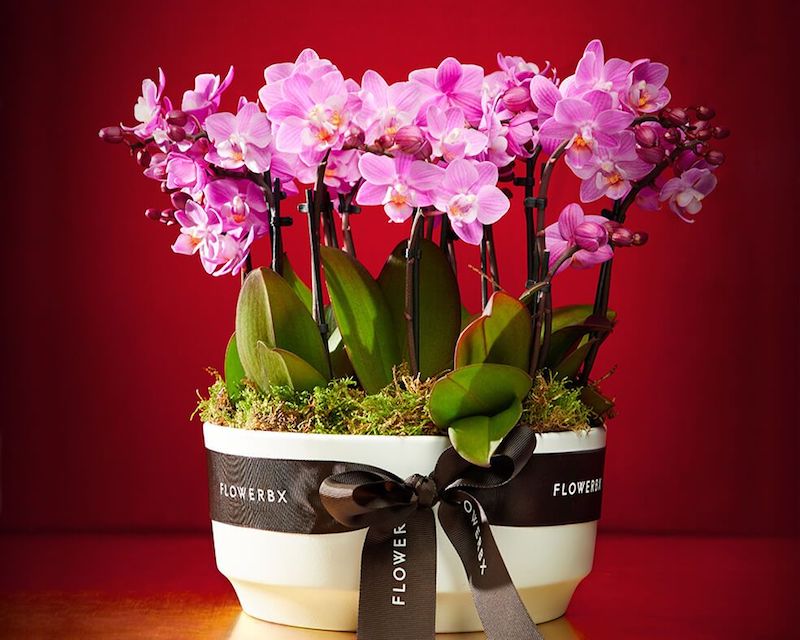 Flowerbx for Selfridges Mini Orchid Planter